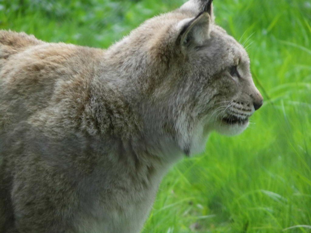 Wildkatze und Luchs im Wisentgehege