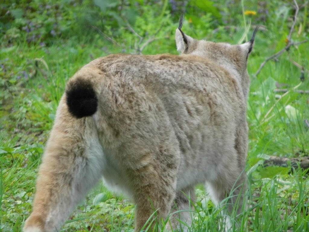 Wildkatze und Luchs im Wisentgehege
