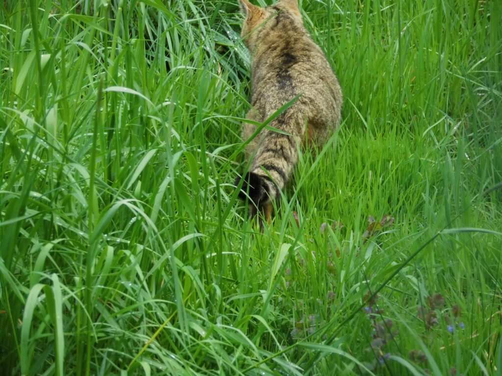 Wildkatze und Luchs im Wisentgehege