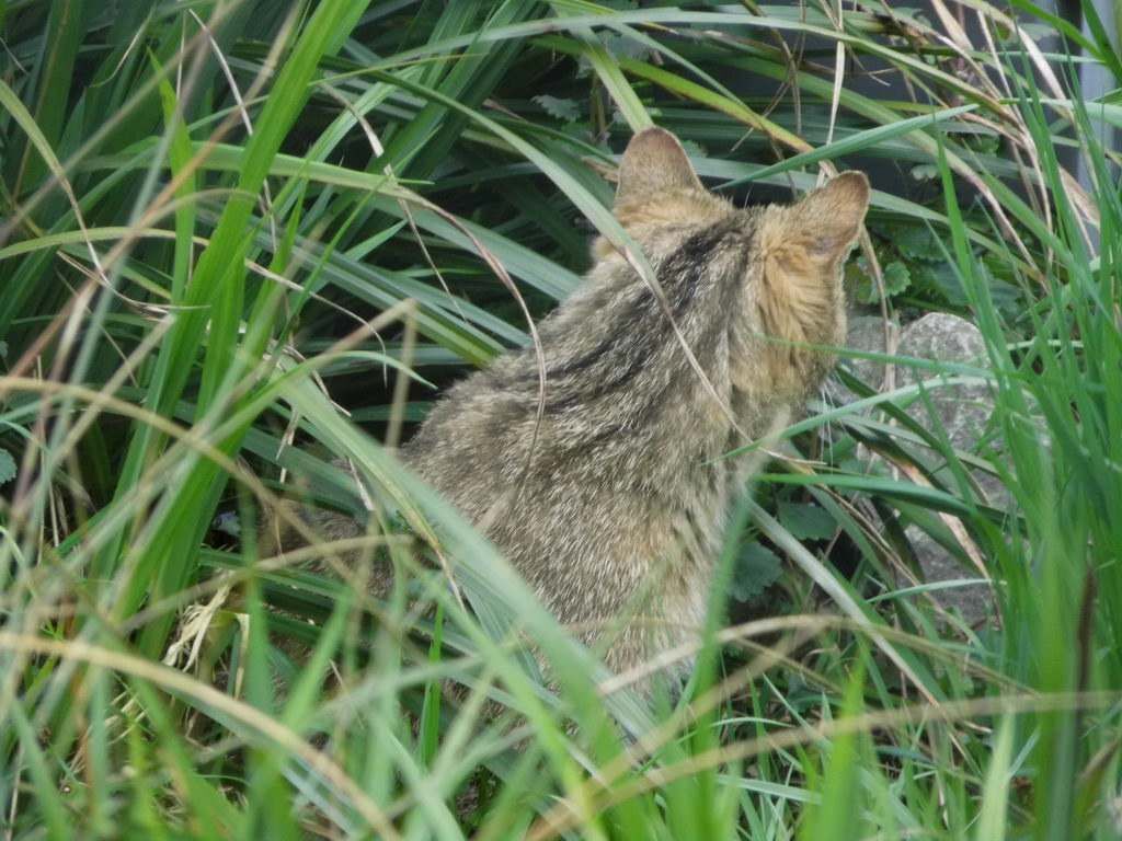 Wildkatze und Luchs im Wisentgehege