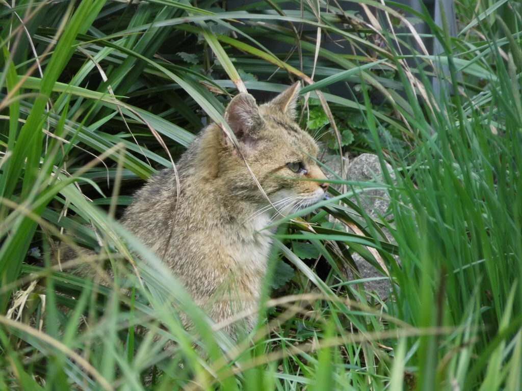 Wildkatze und Luchs im Wisentgehege