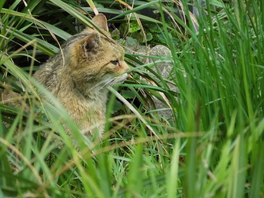 Wildkatze und Luchs im Wisentgehege