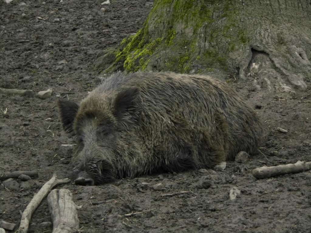 Wildschweine - Tagesausflug Wisentgehege in Springe