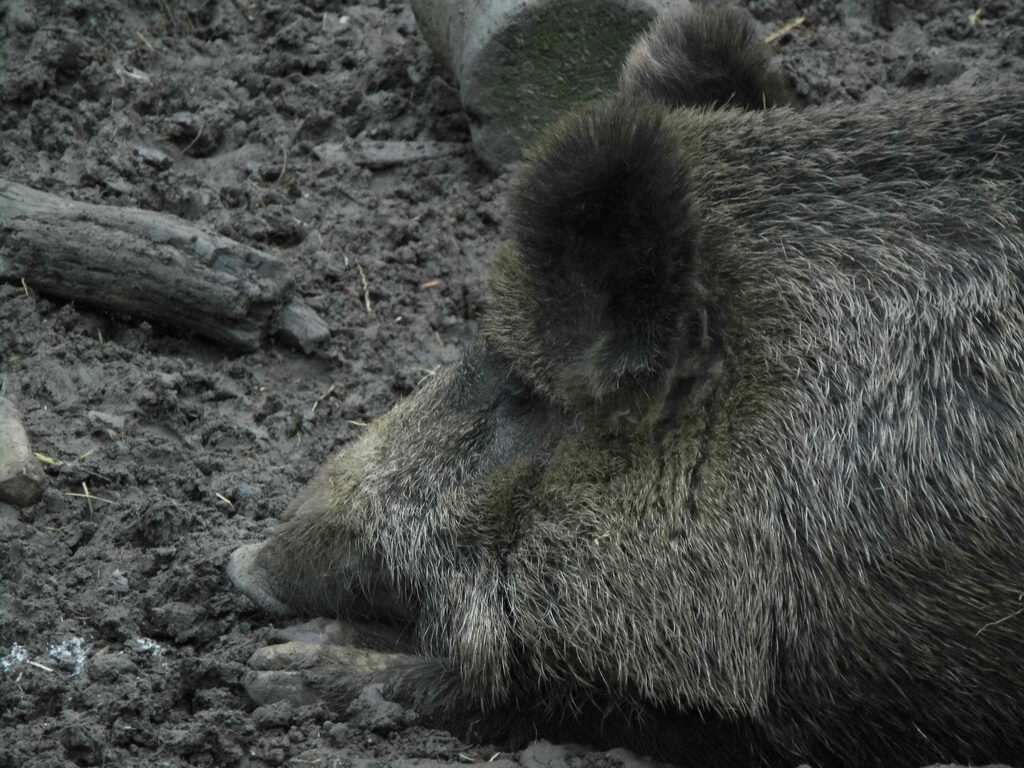 Wildschweine - Tagesausflug Wisentgehege in Springe