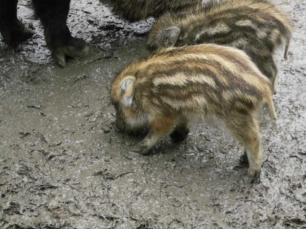 Wildschweine - Tagesausflug Wisentgehege in Springe