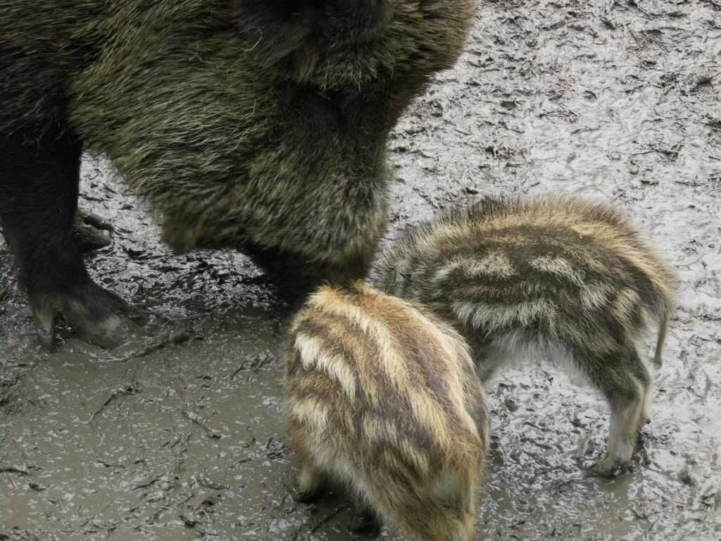 Wildschweine - Tagesausflug Wisentgehege in Springe