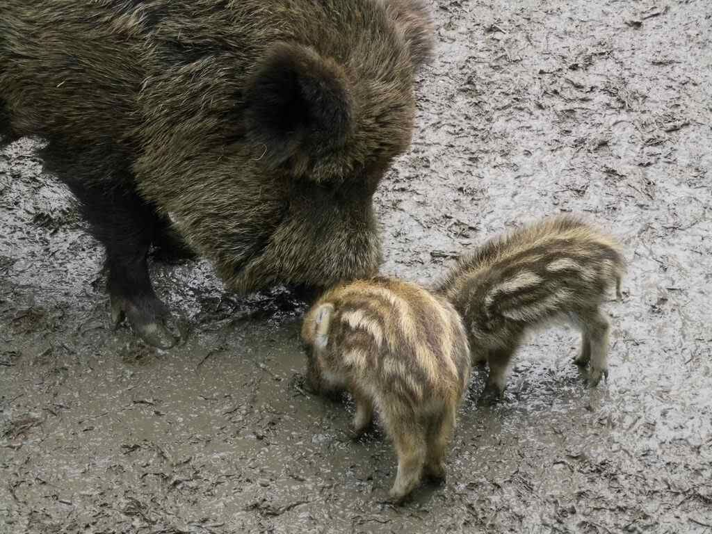 Wildschweine - Tagesausflug Wisentgehege in Springe