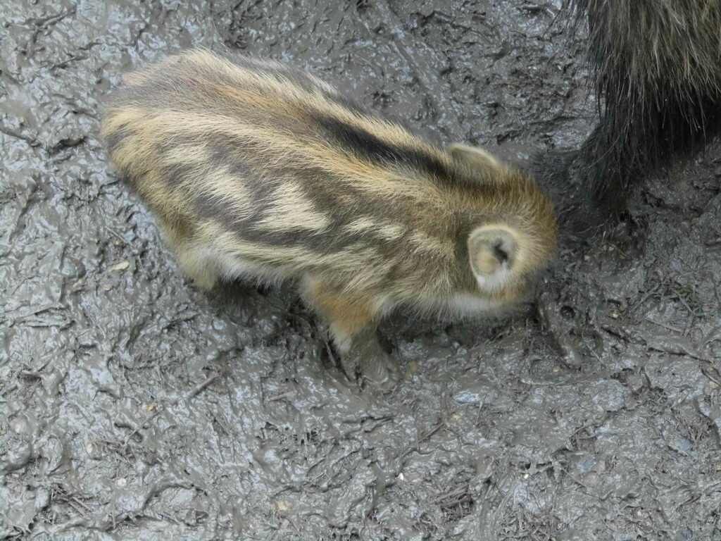 Wildschweine - Tagesausflug Wisentgehege in Springe