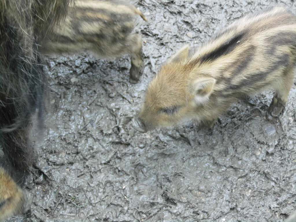 Wildschweine - Tagesausflug Wisentgehege in Springe
