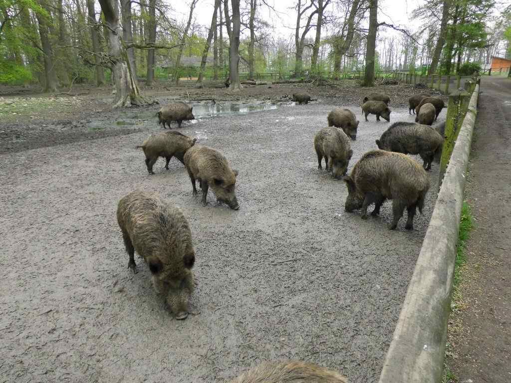 Wildschweine - Tagesausflug Wisentgehege in Springe