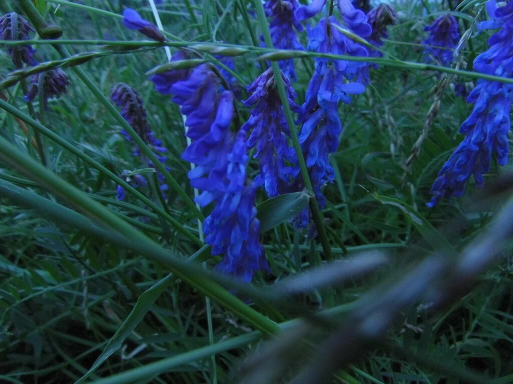 Spaziergang - Spargel essen bei Mutter in Gedenken an meinen Papa