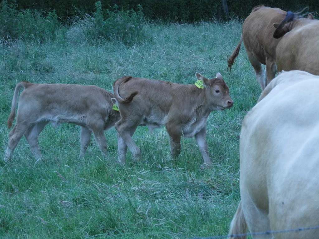 Spaziergang - Spargel essen bei Mutter in Gedenken an meinen Papa