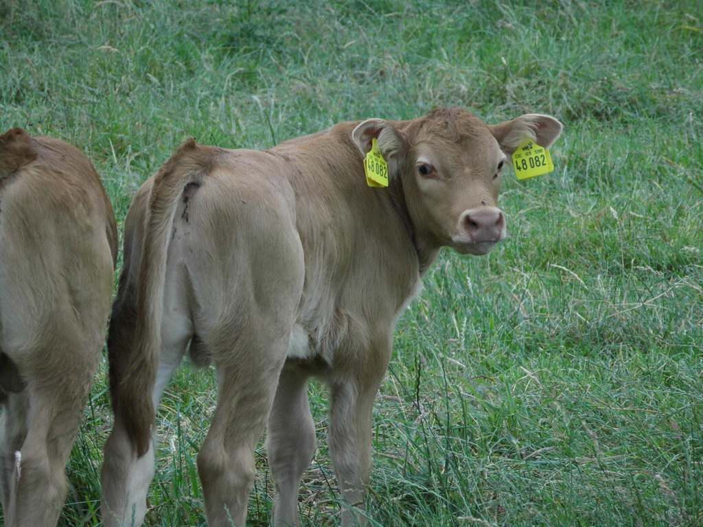 Spaziergang - Spargel essen bei Mutter in Gedenken an meinen Papa