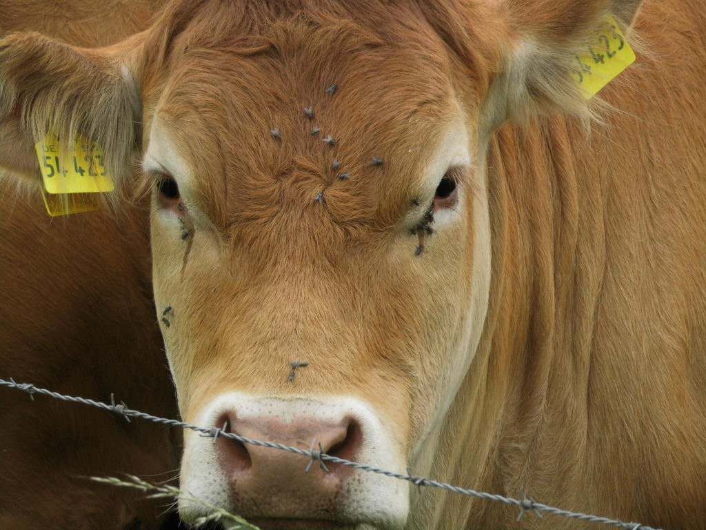 Spaziergang - Spargel essen bei Mutter in Gedenken an meinen Papa