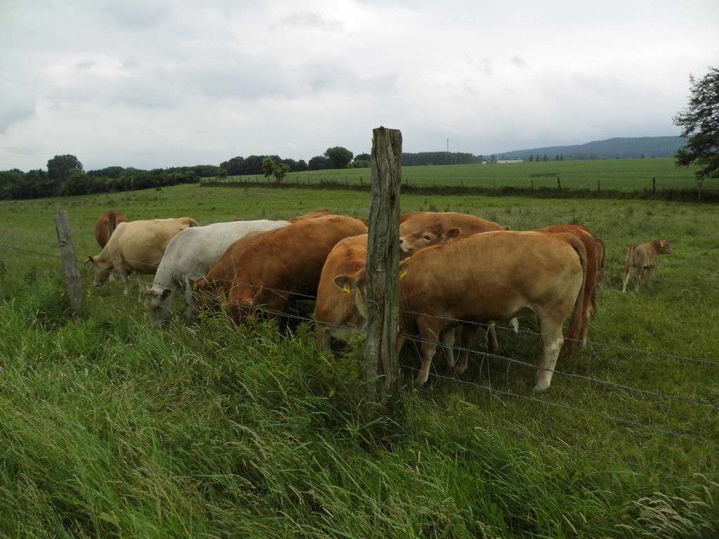 Spaziergang - Spargel essen bei Mutter in Gedenken an meinen Papa