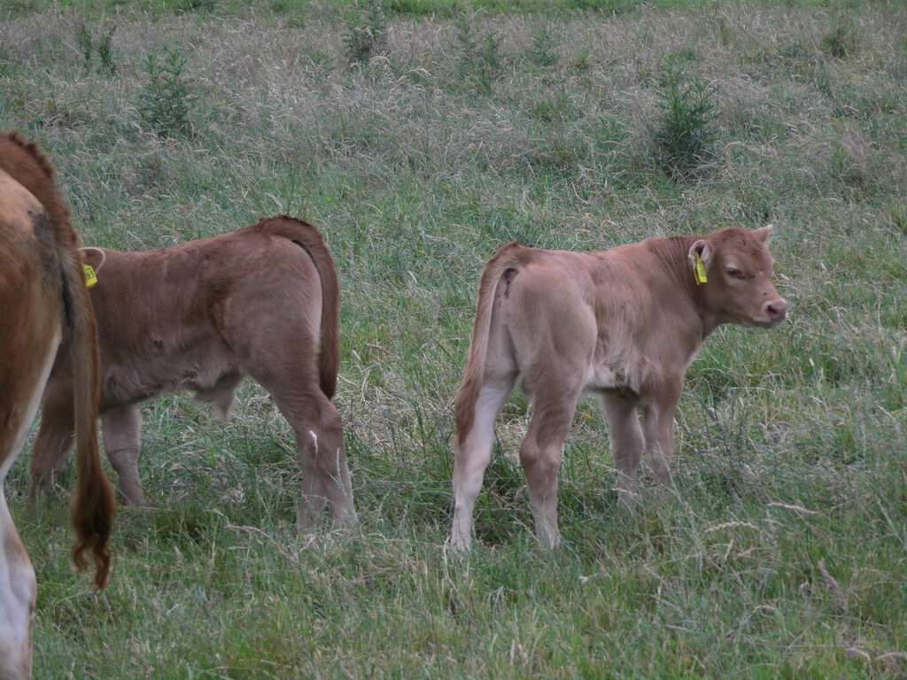 Spaziergang - Spargel essen bei Mutter in Gedenken an meinen Papa