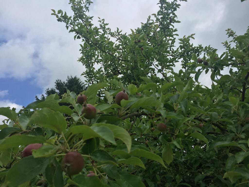 Spaziergang - Spargel essen bei Mutter in Gedenken an meinen Papa