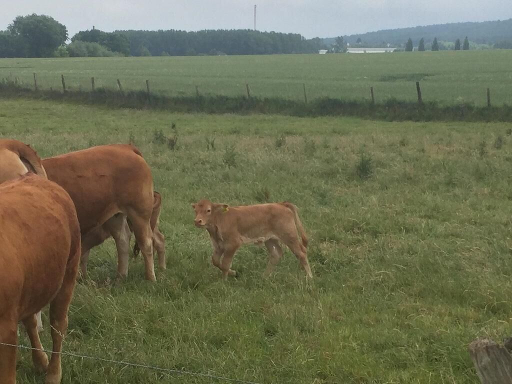 Spaziergang - Spargel essen bei Mutter in Gedenken an meinen Papa