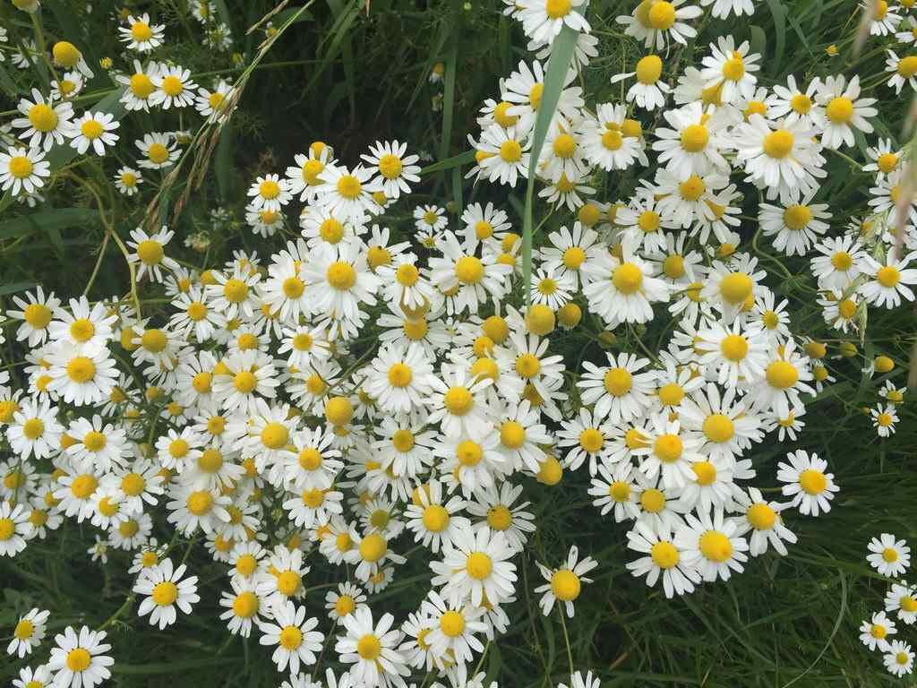 Spaziergang - Spargel essen bei Mutter in Gedenken an meinen Papa