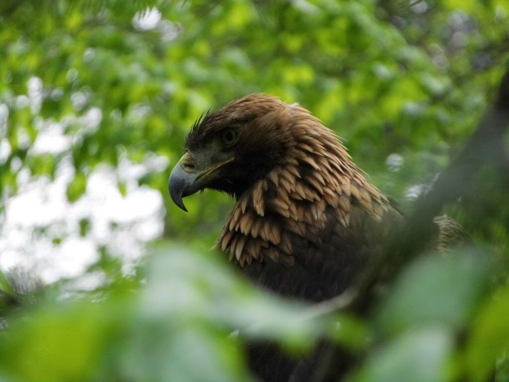 Adler - Tagesausflug Wisentgehege in Springe