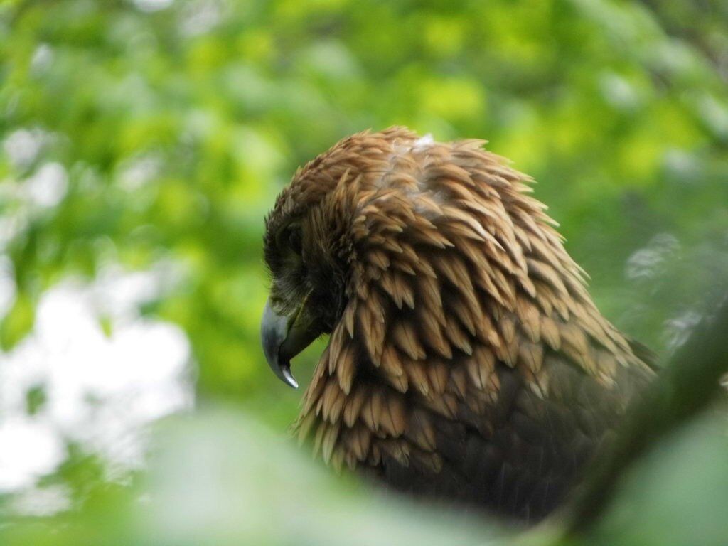 Adler - Tagesausflug Wisentgehege in Springe