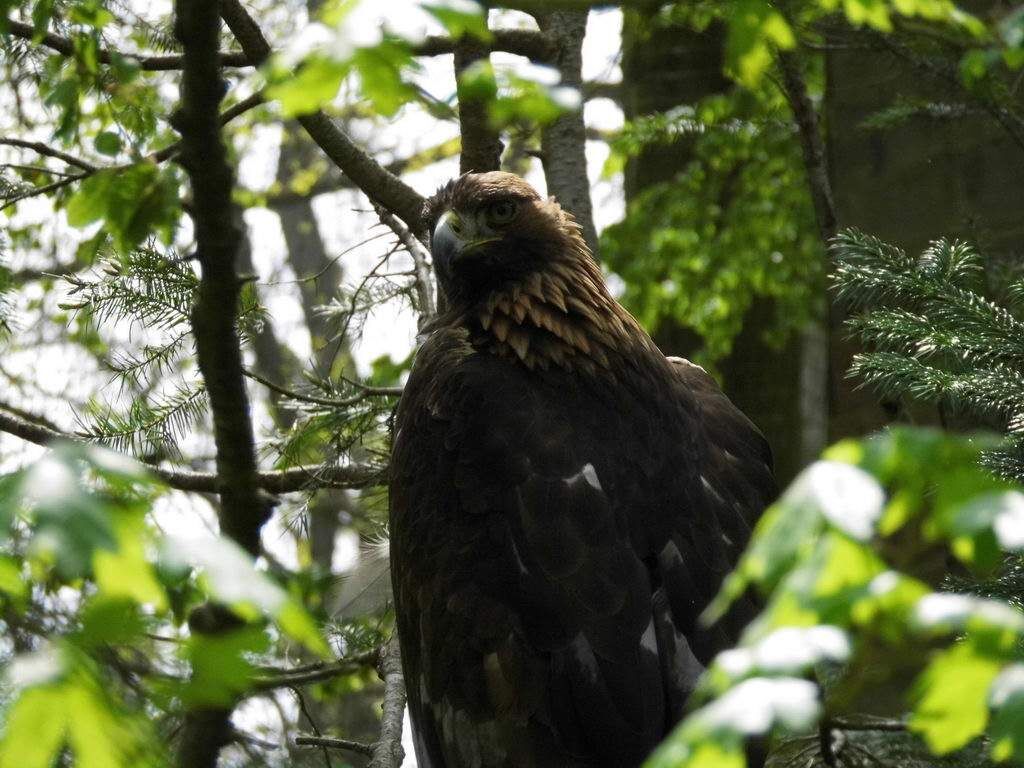 Adler - Tagesausflug Wisentgehege in Springe