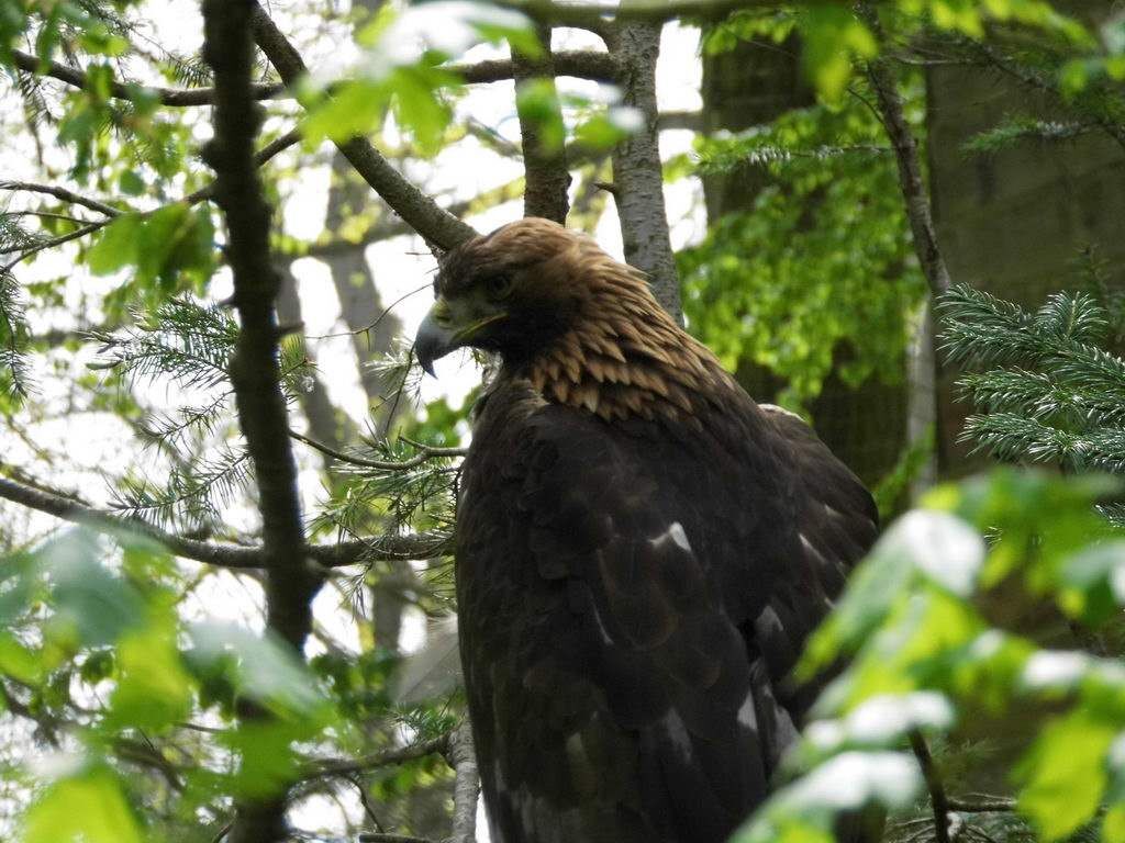 Adler - Tagesausflug Wisentgehege in Springe