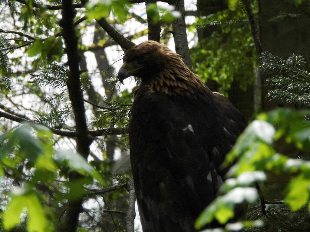 Adler - Tagesausflug Wisentgehege in Springe