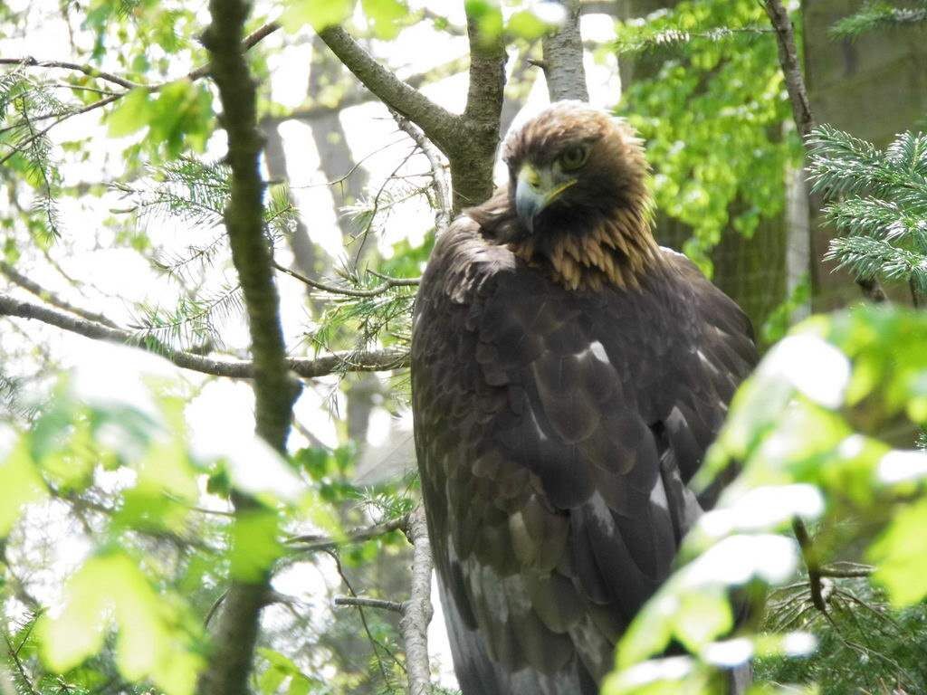 Adler - Tagesausflug Wisentgehege in Springe