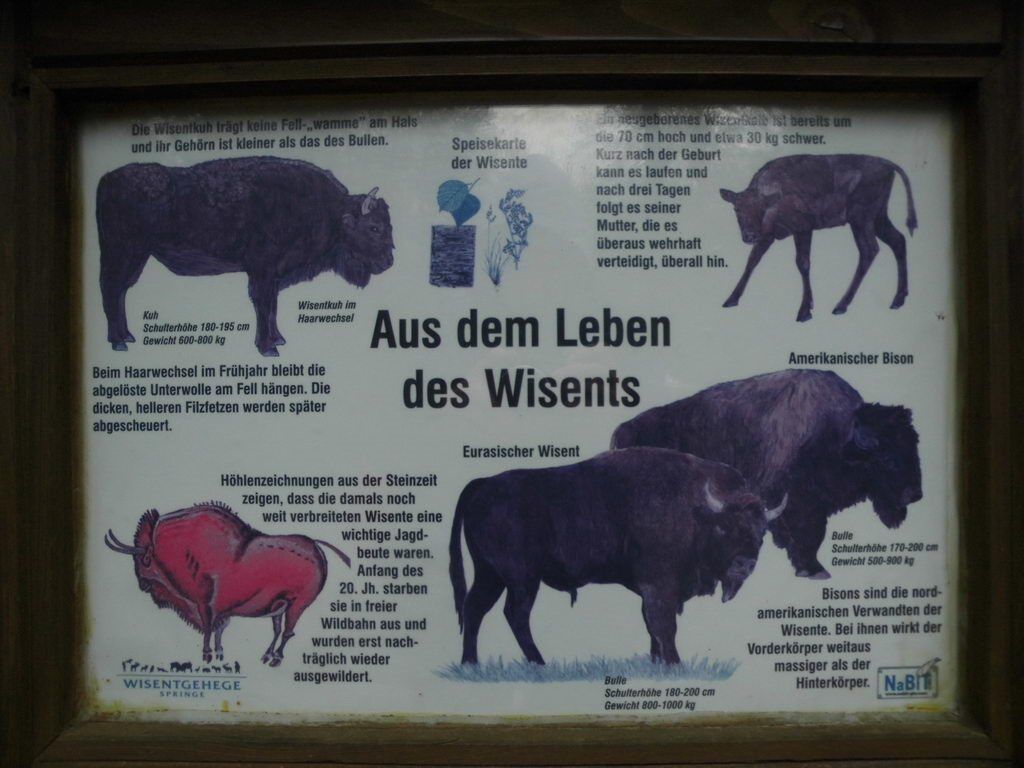 Wisente - Tagesausflug Wisentgehege in Springe