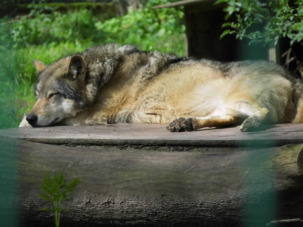 Wolfsgehege - Tagesausflug Wisentgehege in Springe