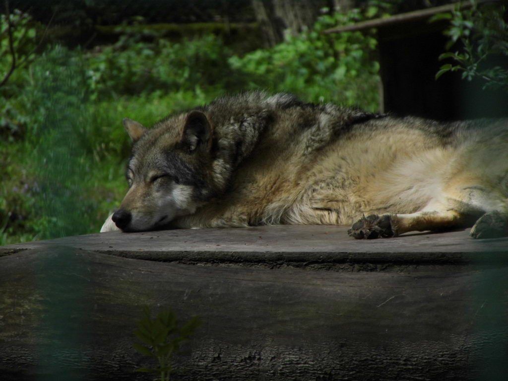 Wolfsgehege - Tagesausflug Wisentgehege in Springe