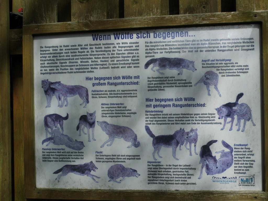 Wolfsgehege - Tagesausflug Wisentgehege in Springe