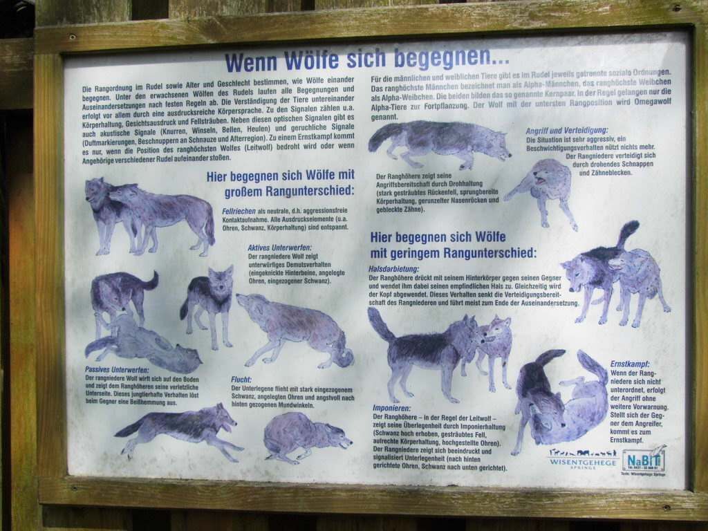 Wolfsgehege - Tagesausflug Wisentgehege in Springe