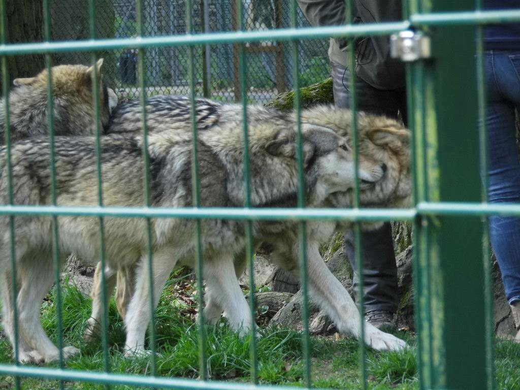 Wolfsgehege - Tagesausflug Wisentgehege in Springe
