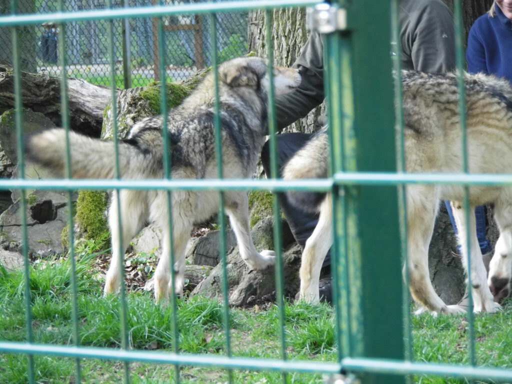 Wolfsgehege - Tagesausflug Wisentgehege in Springe