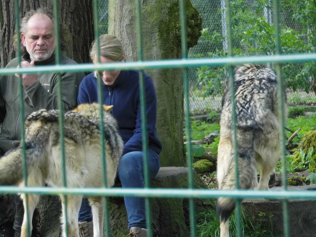 Wolfsgehege - Tagesausflug Wisentgehege in Springe