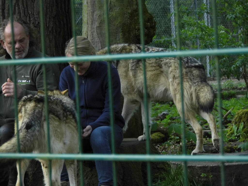 Wolfsgehege - Tagesausflug Wisentgehege in Springe