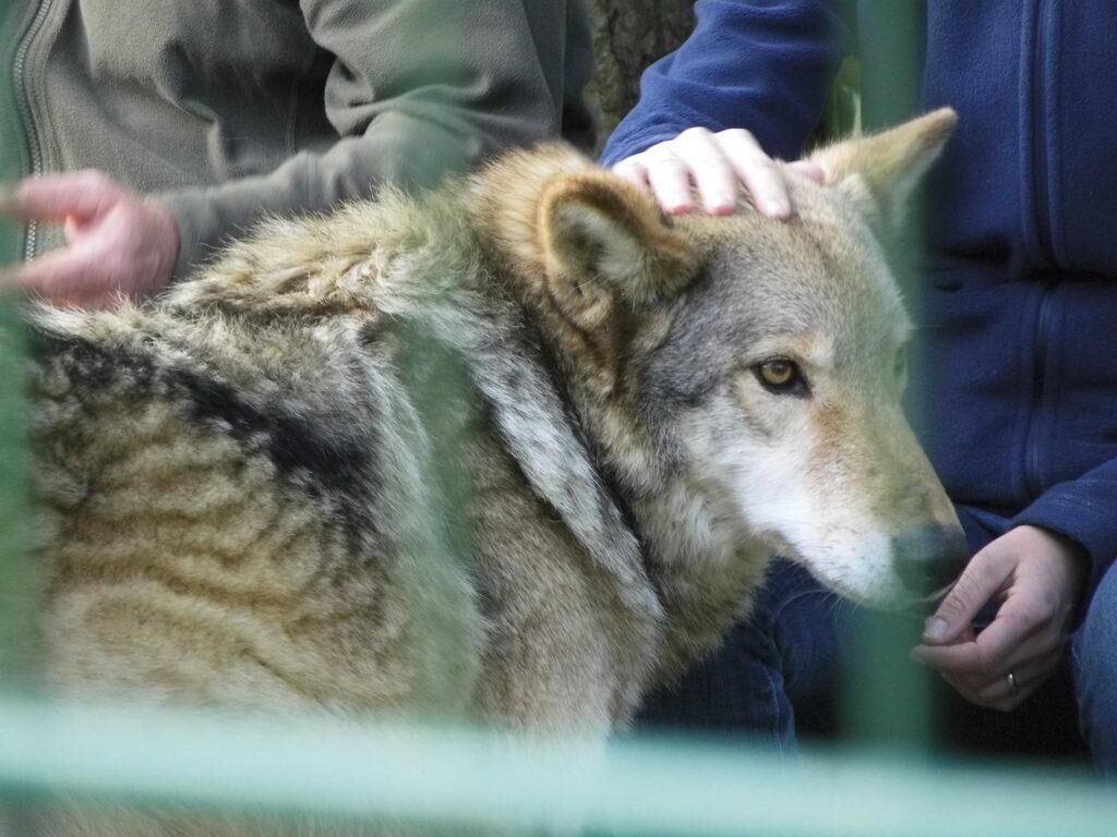 Wolfsgehege - Tagesausflug Wisentgehege in Springe