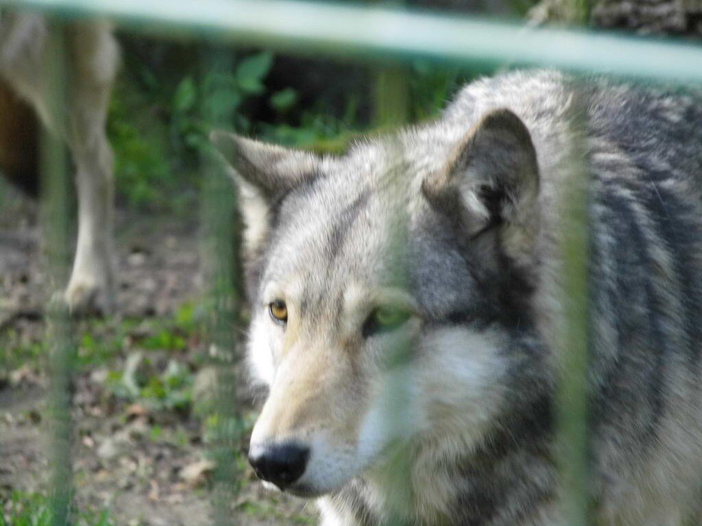Wolfsgehege - Tagesausflug Wisentgehege in Springe