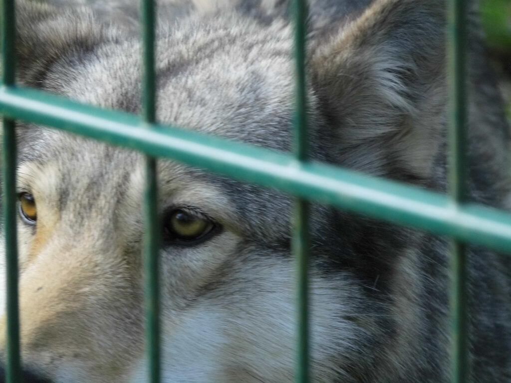Wolfsgehege - Tagesausflug Wisentgehege in Springe
