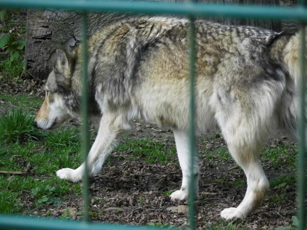 Wolfsgehege - Tagesausflug Wisentgehege in Springe