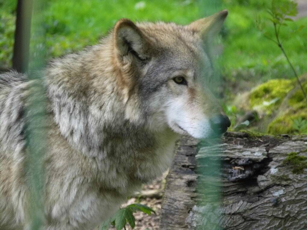 Wolfsgehege - Tagesausflug Wisentgehege in Springe