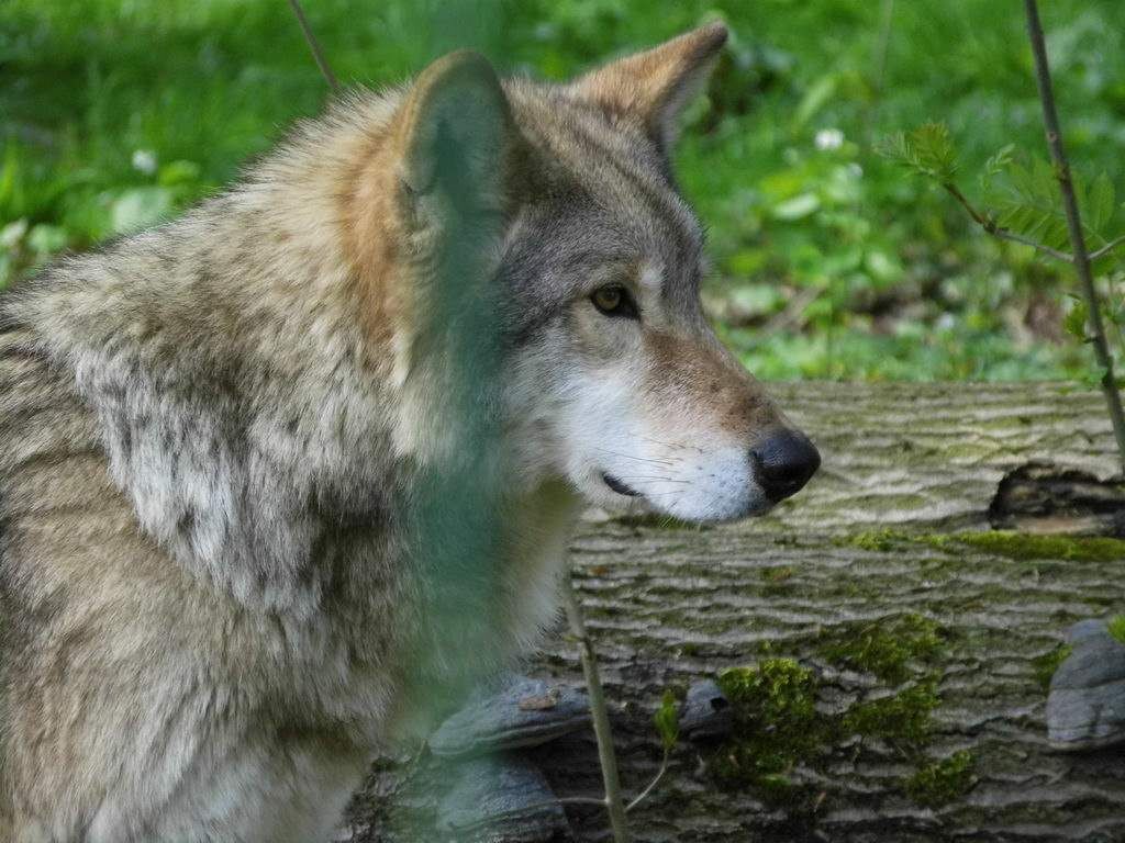 Wolfsgehege - Tagesausflug Wisentgehege in Springe