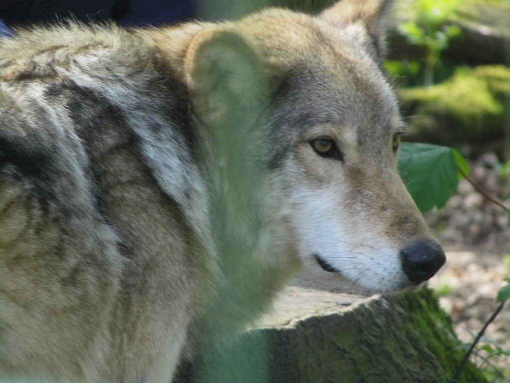 Wolfsgehege - Tagesausflug Wisentgehege in Springe
