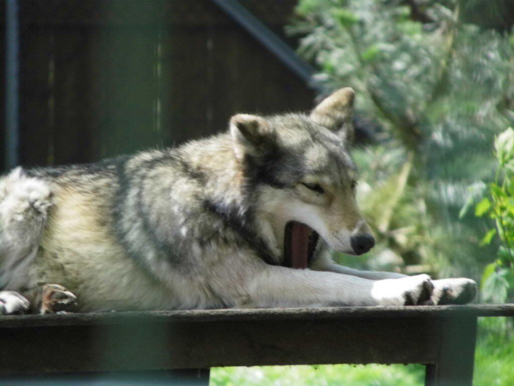 Wolfsgehege - Tagesausflug Wisentgehege in Springe