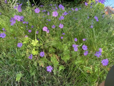 Himmelfahrt am Lehrter Bach