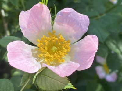 Himmelfahrt am Lehrter Bach