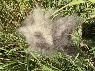 Himmelfahrt am Lehrter Bach