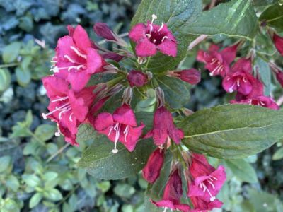 Himmelfahrt am Lehrter Bach